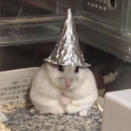 PP de wizard hamster