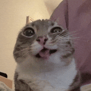 PP de minisimon commissions open ✩